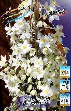 Купить оптом в Ботанике Клематис Аваланч 2 шт