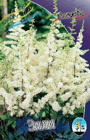 Купить оптом в Ботанике Астильба Элли 25 шт 