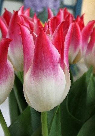 Купить оптом в Ботанике Тюльпан Висперинг Дрим 7 шт