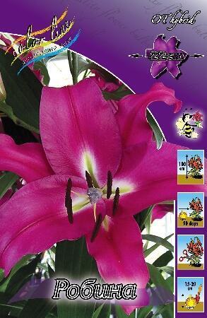 Купить оптом в Ботанике Лилия Робина 7 шт