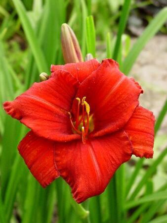 Купить оптом в Ботанике Лилейник Чикаго Апачи 1 шт