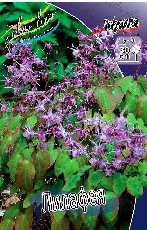 Купить оптом в Ботанике Горянка Лилафея 1 шт