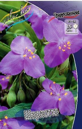 Купить оптом в Ботанике Традесканция Шарлотта 1 шт