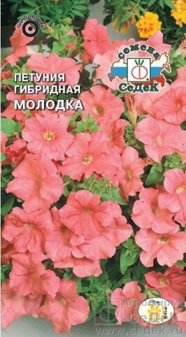 Купить оптом в Ботанике семена Петуния Молодка F1 Сед бренд СеДеК