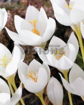 Купить оптом в Ботанике Крокус Спец. Альбус 8шт