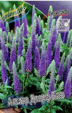 Купить оптом в Ботанике Вероника Алстер Дварф блю 1шт