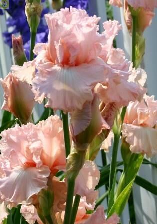 Купить оптом в Ботанике Ирис Хэппенстанс 1 шт 