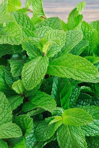 Купить оптом в Ботанике семена Мята Ментол ЗС бренд Золотая сотка