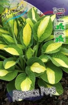 Купить оптом в Ботанике Хоста Джипси Роуз 1 шт