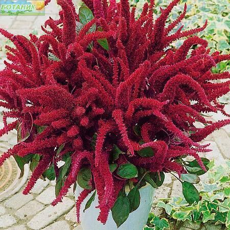 Купить оптом в Ботанике семена Амарант Оешберг метельчатый СиО бренд Сад и огород