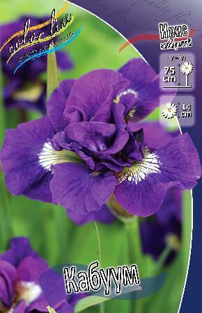 Купить оптом в Ботанике Ирис Кабуум сибирский 1 шт