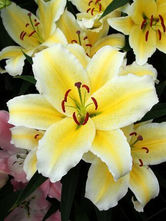 Купить оптом в Ботанике Лилия Галапагосс 5 шт