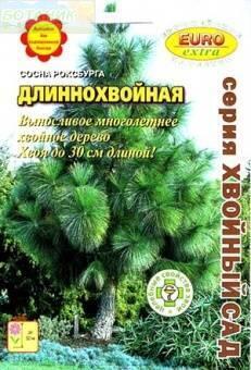 Купить оптом в Ботанике семена Сосна Длиннохвойная роксбурга Аэл бренд Аэлита