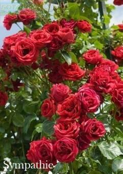Купить оптом в Ботанике Роза Симпатия 1 шт плетистая