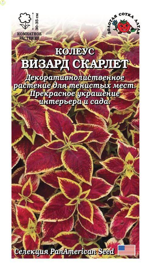 Купить оптом в Ботанике семена Колеус Визард Скарлет ЗС бренд Золотая сотка