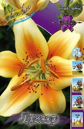 Купить оптом в Ботанике Лилия Луксор 5 шт