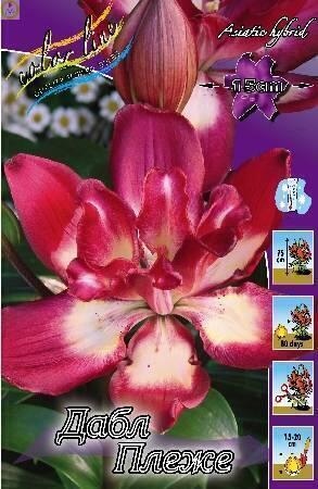 Купить оптом в Ботанике Лилия Дабл Плеже 3 шт