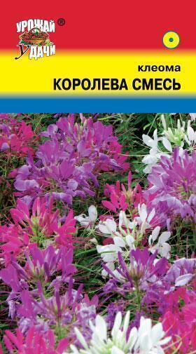 Купить оптом в Ботанике семена Клеома Смесь УУ бренд Урожай Удачи