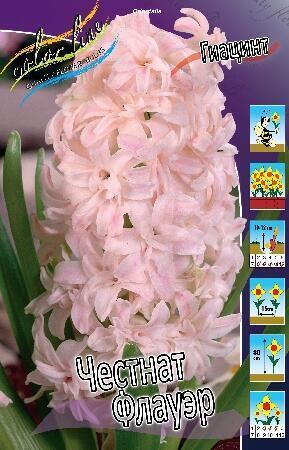 Купить оптом в Ботанике Гиацинт Чеснат Флауэр 5 шт