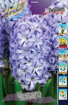 Купить оптом в Ботанике Гиацинт Чикаго 5 шт