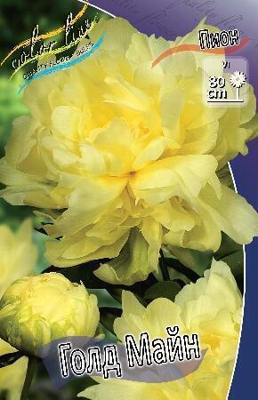 Купить оптом в Ботанике Пион Голд Майн 1 шт
