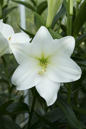 Купить оптом в Ботанике Лилия Глобал Тренд 7 шт