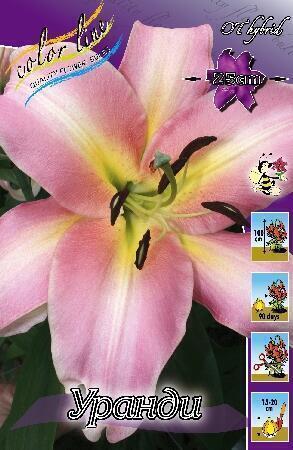 Купить оптом в Ботанике Лилия Уранди 5 шт