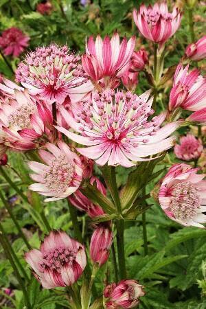 Купить оптом в Ботанике Астранция Спарклинг Старс Пинк1 шт