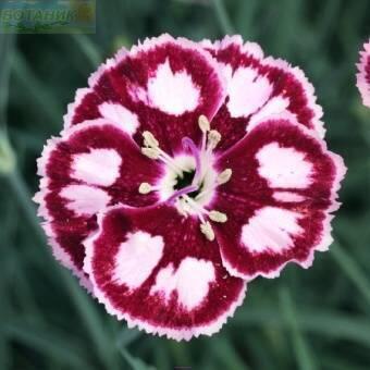 Купить оптом в Ботанике Гвоздика Мистик Стар 2 шт