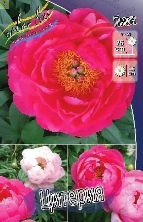 Купить оптом в Ботанике Пион Цитерия 25 шт
