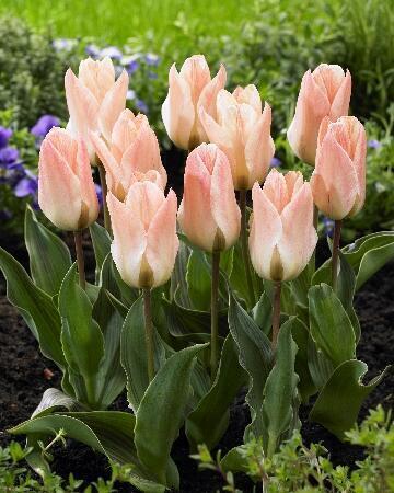 Купить оптом в Ботанике Тюльпан Литл Герл 8 шт