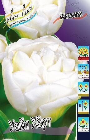 Купить оптом в Ботанике Тюльпан Уайт Хёрт 7 шт