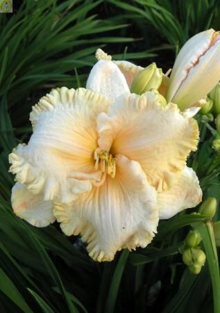 Купить оптом в Ботанике Лилейник Инчантед Форест 25шт