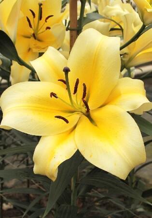 Купить оптом в Ботанике Лилия Катина 7 шт