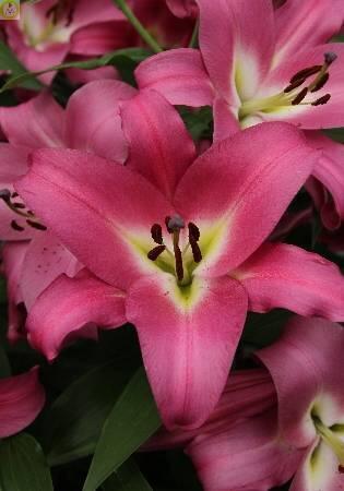Купить оптом в Ботанике Лилия Компетишион 7 шт 