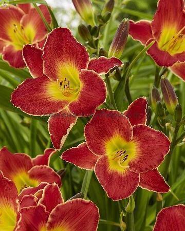 Купить оптом в Ботанике Лилейник Блэкберд Айленд 1 шт