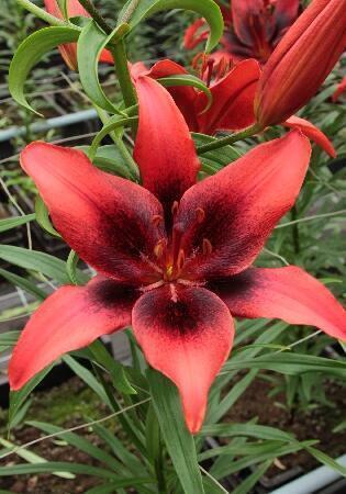 Купить оптом в Ботанике Лилия Лондон Харт 10 шт