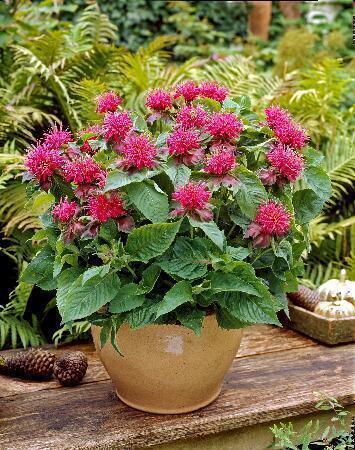 Купить оптом в Ботанике Монарда Пинк Суприм 2 шт