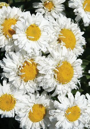 Купить оптом в Ботанике Нивяник Фрик 1 шт