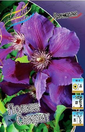Купить оптом в Ботанике Клематис Полиш Спирит 2 шт