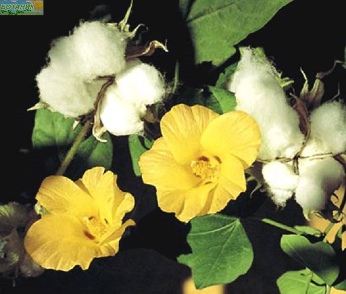 Купить оптом в Ботанике семена Хлопчатник травянистый СиО бренд Сад и огород