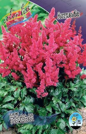 Купить оптом в Ботанике Астильба Кёльн 1 шт