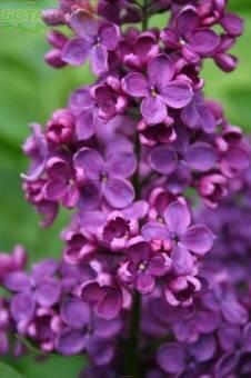 Купить оптом в Ботанике Сирень обыкновенная Шарль Жоли Р9