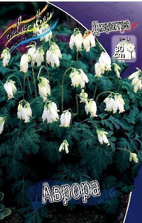 Купить оптом в Ботанике Дицентра Аврора 1шт