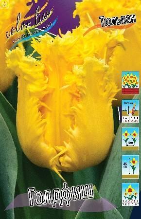 Купить оптом в Ботанике Тюльпан Голдфиш 10 шт