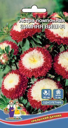 Купить оптом в Ботанике семена Астра Зимняя вишня УД бренд Уральский дачник