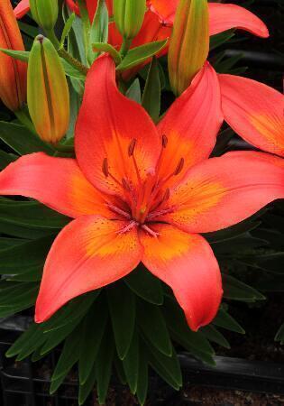 Купить оптом в Ботанике Лилия Матрикс 7 шт