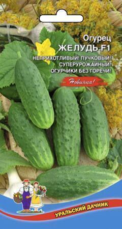 Купить оптом в Ботанике семена Огурец Желудь F1 УД бренд Уральский дачник