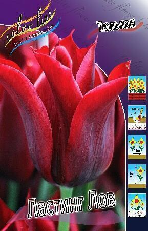 Купить оптом в Ботанике Тюльпан Ластинг Лов 7 шт