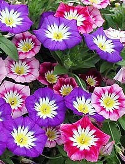 Купить оптом в Ботанике семена Конвольвулюс Трехцветный смесь Акв бренд Акварель